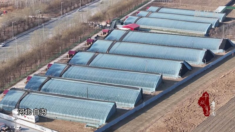 农业合作社理事长产生办法：流程与标准详解
