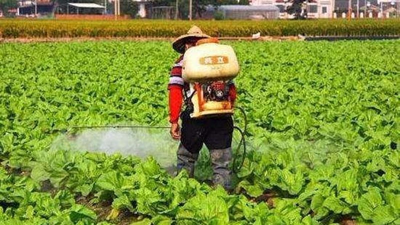 蔬菜直播选品：规格参数背后的种植智慧