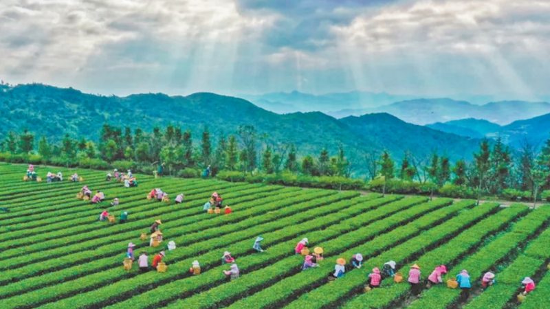 现代农业产业园建设标准规范：构建高效农业新蓝图**