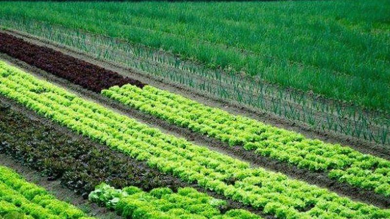 四川温室大棚设计施工：打造高效农业的“温室”**