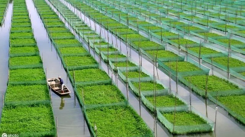 连栋温室造价揭秘：揭秘温室建设全成本构成