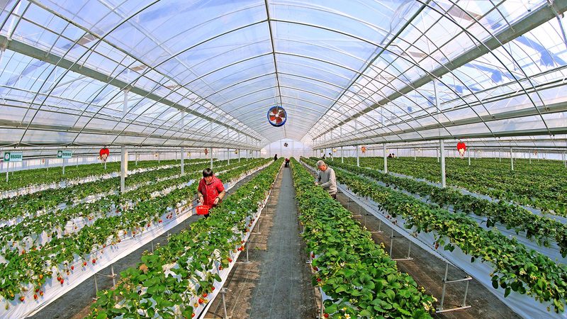 智慧农业种植系统定制方案：打造高效可持续的农田生态